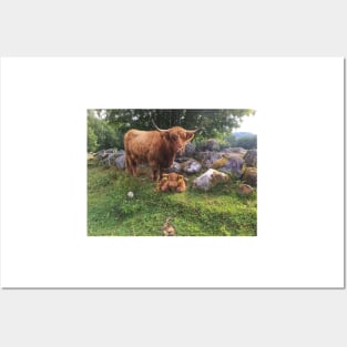 Scottish Highland Cattle Cow and Calf 1804 Posters and Art